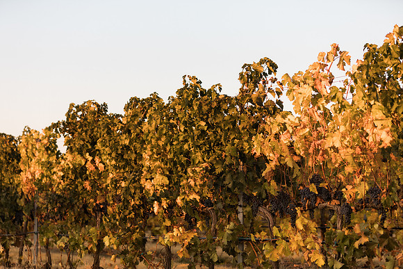 2018_Leonetti_Loess_V2_0014