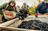 2024_Leonetti_Harvest_0020