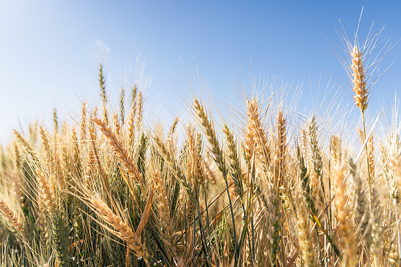 2025_VisitWW_02_Ag_Wheat_0007