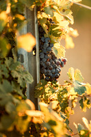 2024_Carbondale_Fall_0009