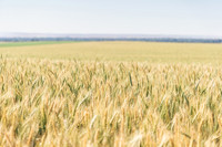 2025_VisitWW_02_Ag_Wheat_0006