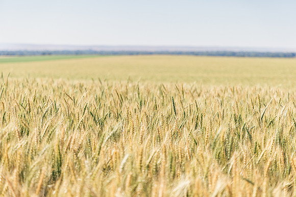 2025_VisitWW_02_Ag_Wheat_0006