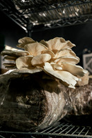 2025_VisitWW_04_Ag_ChesedMushrooms_0008
