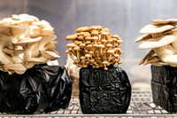 2025_VisitWW_04_Ag_ChesedMushrooms_0001