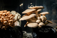 2025_VisitWW_04_Ag_ChesedMushrooms_0004