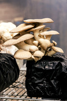 2025_VisitWW_04_Ag_ChesedMushrooms_0002