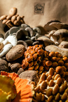 2025_VisitWW_04_Ag_ChesedMushrooms_0010