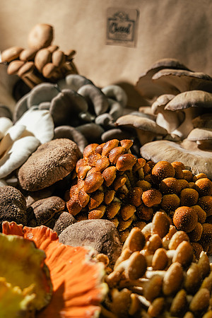 2025_VisitWW_04_Ag_ChesedMushrooms_0010