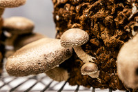 2025_VisitWW_04_Ag_ChesedMushrooms_0003