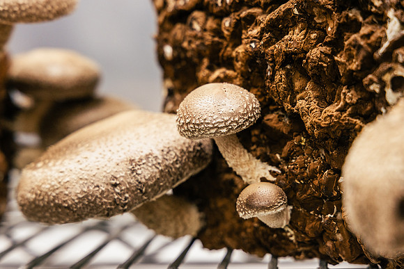 2025_VisitWW_04_Ag_ChesedMushrooms_0003