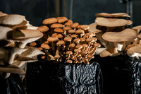 2025_VisitWW_04_Ag_ChesedMushrooms_0005