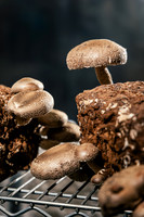 2025_VisitWW_04_Ag_ChesedMushrooms_0007