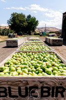 2025_VisitWW_04_Ag_WarrenPears_0002