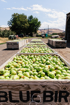 2025_VisitWW_04_Ag_WarrenPears_0002