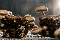2025_VisitWW_04_Ag_ChesedMushrooms_0006
