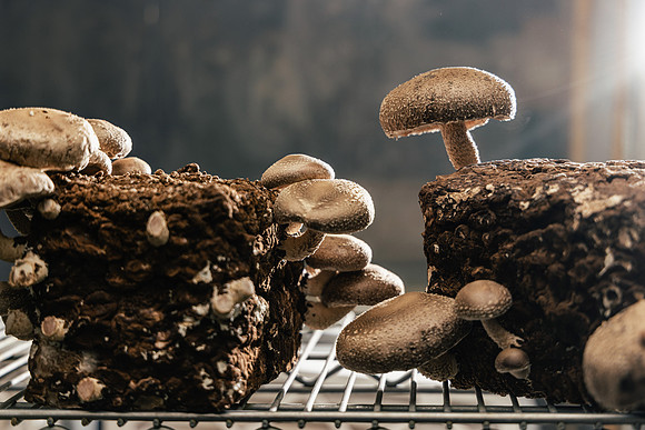 2025_VisitWW_04_Ag_ChesedMushrooms_0006