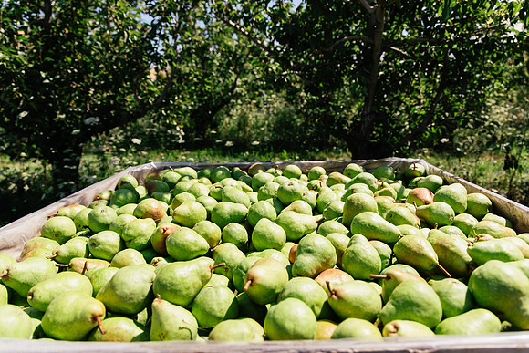2025_VisitWW_04_Ag_WarrenPears_0003