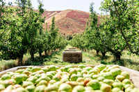 2025_VisitWW_04_Ag_WarrenPears_0007