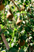 2025_VisitWW_04_Ag_WarrenPears_0005