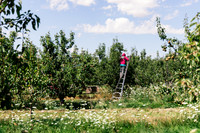 2025_VisitWW_04_Ag_WarrenPears_0004