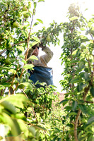 2025_VisitWW_04_Ag_WarrenPears_0006