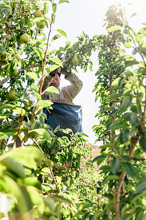 2025_VisitWW_04_Ag_WarrenPears_0006