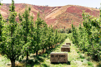 2025_VisitWW_04_Ag_WarrenPears_0008