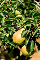 2025_VisitWW_04_Ag_WarrenPears_0009