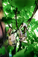 2012_DerekFelicia_0007