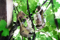 2012_DerekFelicia_0008