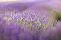 2025_VisitWW_02_Ag_CrocketRdLavender_0005