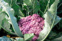 2025_VisitWW_05_Ag_HayshakerFarm_0005