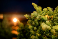 2025_VisitWW_06_Ag_KlickersTrees_0007