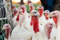 2025_VisitWW_06_Ag_TailfeatherFarm_0006