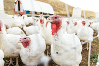 2025_VisitWW_06_Ag_TailfeatherFarm_0002