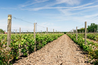2025_VisitWW_01_Vineyard_Rocks_0002