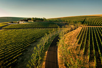 2025_VisitWW_02_Vineyard_Figgins_0005