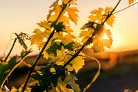 2025_VisitWW_02_Vineyard_Figgins_0018