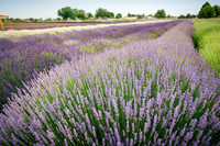 2025_VisitWW_02_Ag_CrocketRdLavender_0001
