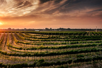 2025_VisitWW_03_Vineyard_Yellowhawk_0014