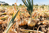 2025_VisitWW_03_Ag_CastoldiSweetOnions_0003