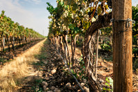 2025_VisitWW_04_Variable_LeForeVineyard_0001