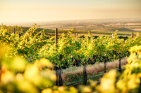 2025_VisitWW_04_Vineyard_Ferguson_0009