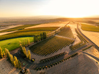 2025_VisitWW_05_Vineyard_McQueenHarvest_0001