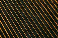 2021_GoldenLines_0022