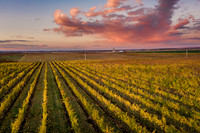 DJI_0382