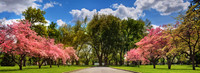 2012_PioneerParkDogwoods_0048 edit1 pan crop 2021 update v2