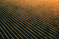 2021_GoldenLines_0016 PS 1