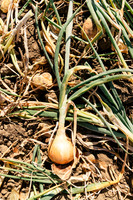 2025_VisitWW_03_Ag_CastoldiSweetOnions_0005