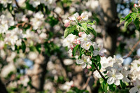 2026_VisitWW_Spring_AppleBlossoms_0005